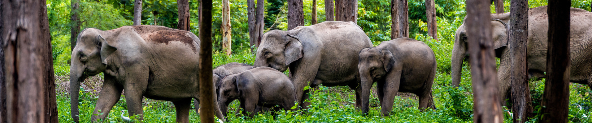 elephant jungle