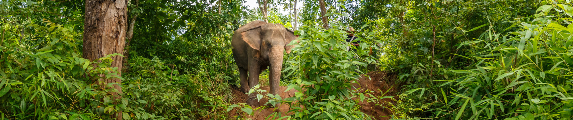 elephant trek montagne laos