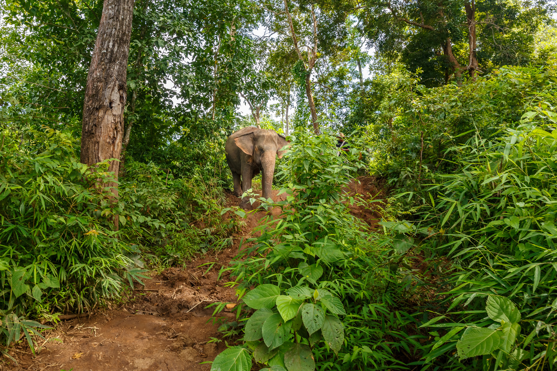elephant trek montagne laos