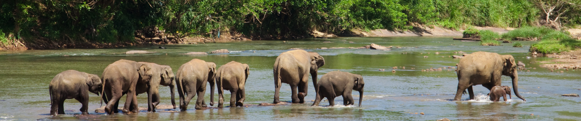 elephants riviere