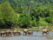 elephants riviere
