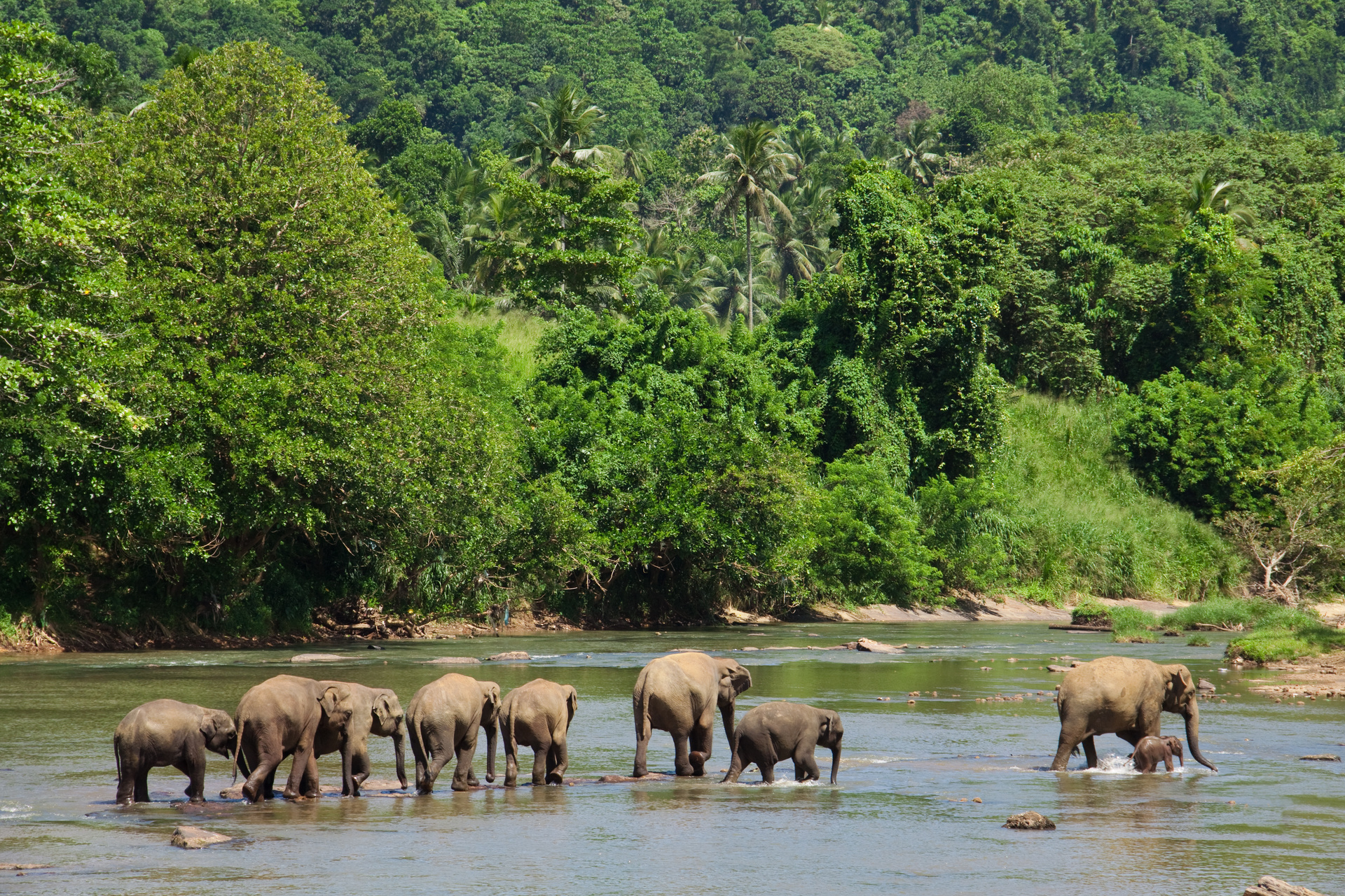 elephants riviere