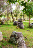 plaine des jarres laos arbres