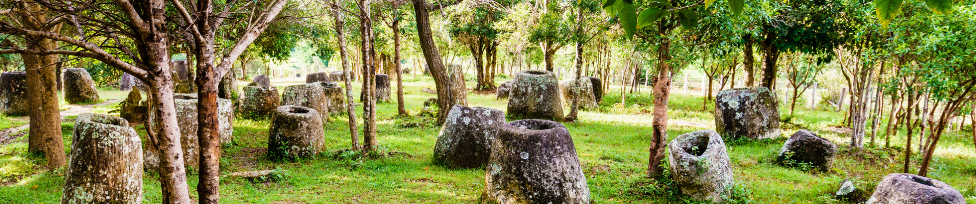 plaine des jarres laos arbres