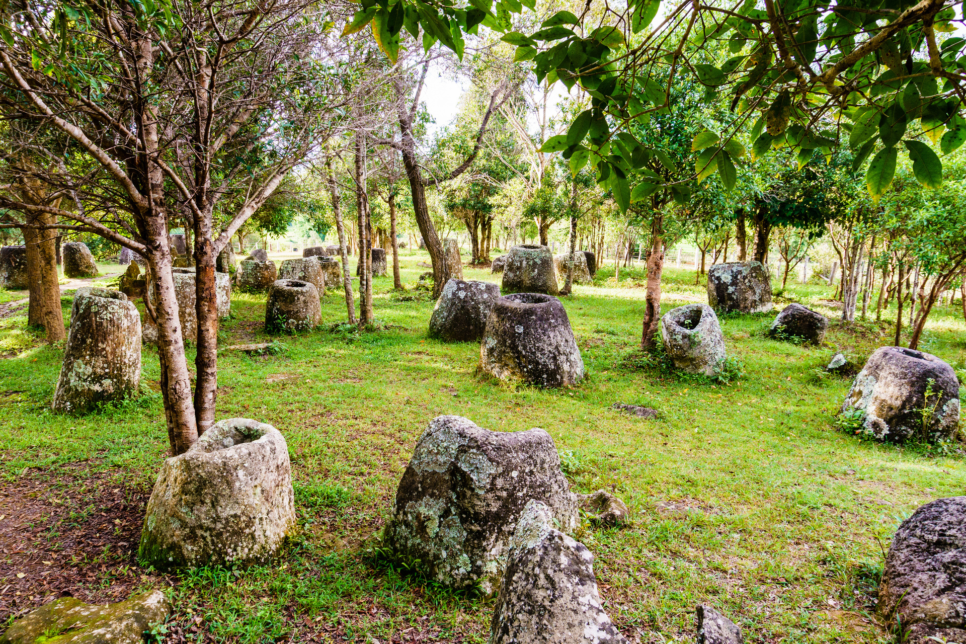 plaine des jarres laos arbres