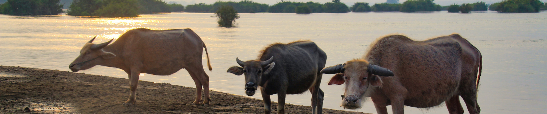 vaches laos