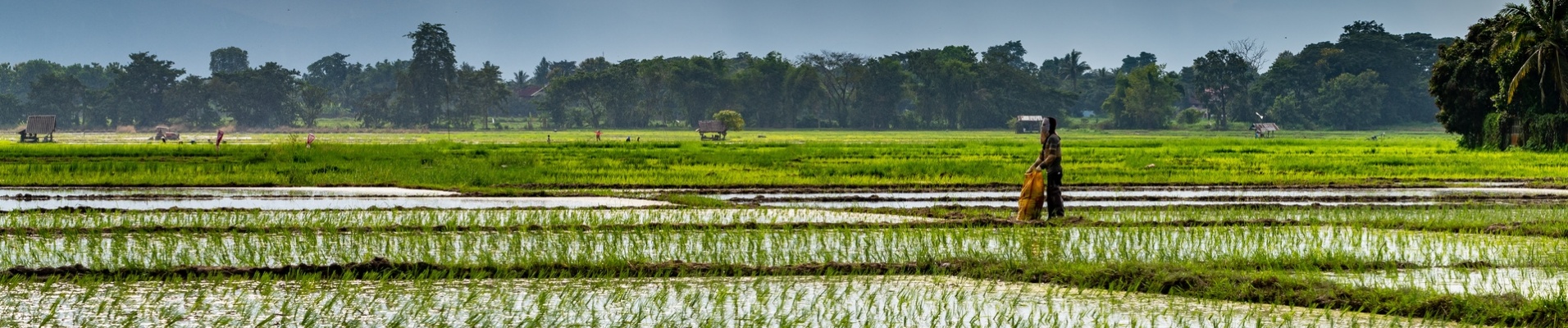 riziere mousson laos