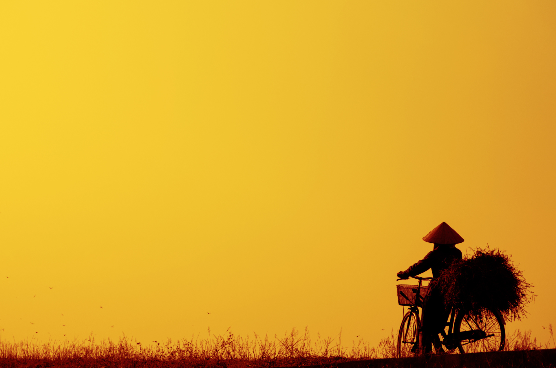 velo vietnam jaune