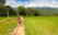 village laos marche riziere