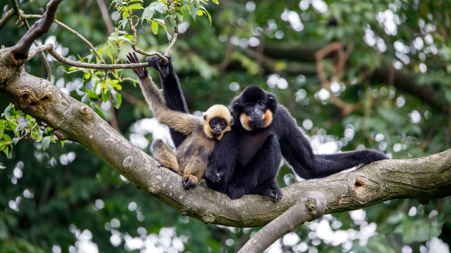 gibbons-laos